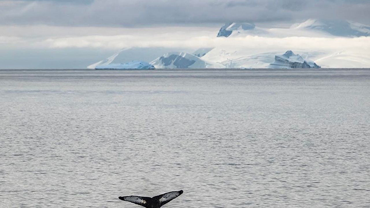 Antarktika'daki Kıyamet Buzulu'nun çatlaklarına sızan sıcak su erimeyi hızlandırıyor
