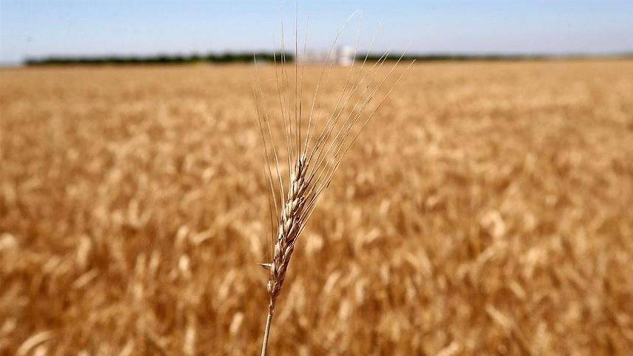 AB, Ukrayna'ya sınırsız destek mesajı verse de ülkeden tahıl alımını kısıtlı tutuyor